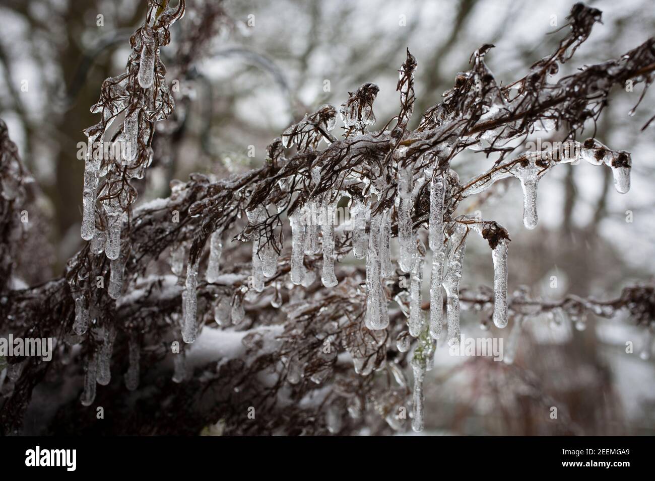 Balcony plants winter hi-res stock photography and images - Alamy