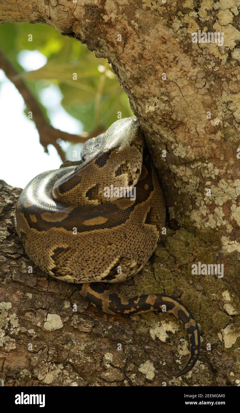 A large Rock Python rests in the fork of a tree as it digests its last