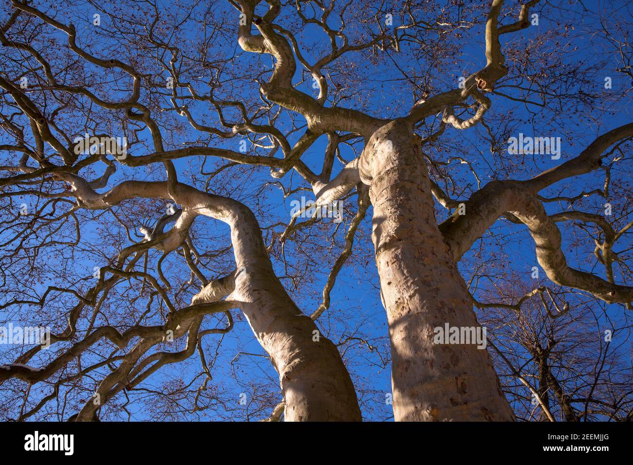 huge and unusually grown plane tree at Werdringen moated castle in Hagen-Vorhalle, North Rhine-Westphalia, Germany.  maechtige und ungewoehnlich gewac Stock Photo