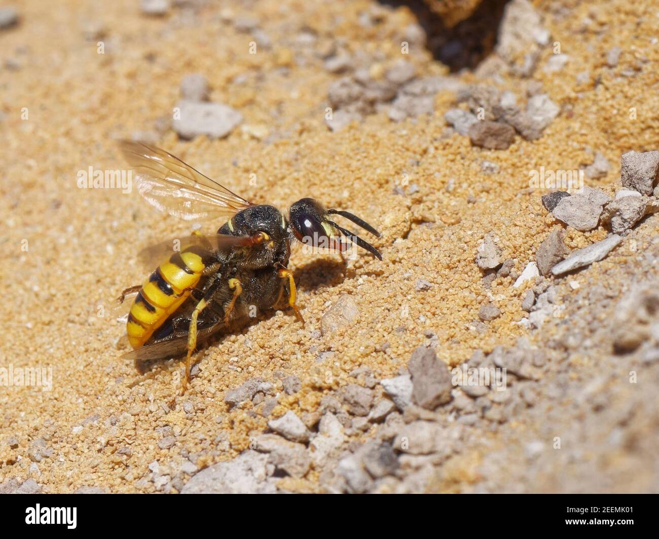Bee wolf / Bee-killer wasp (Philanthus triangulum) female near her nest in sandy heathland with a paralysed Honey bee (Apis mellifera), Dorset, UK. Stock Photo