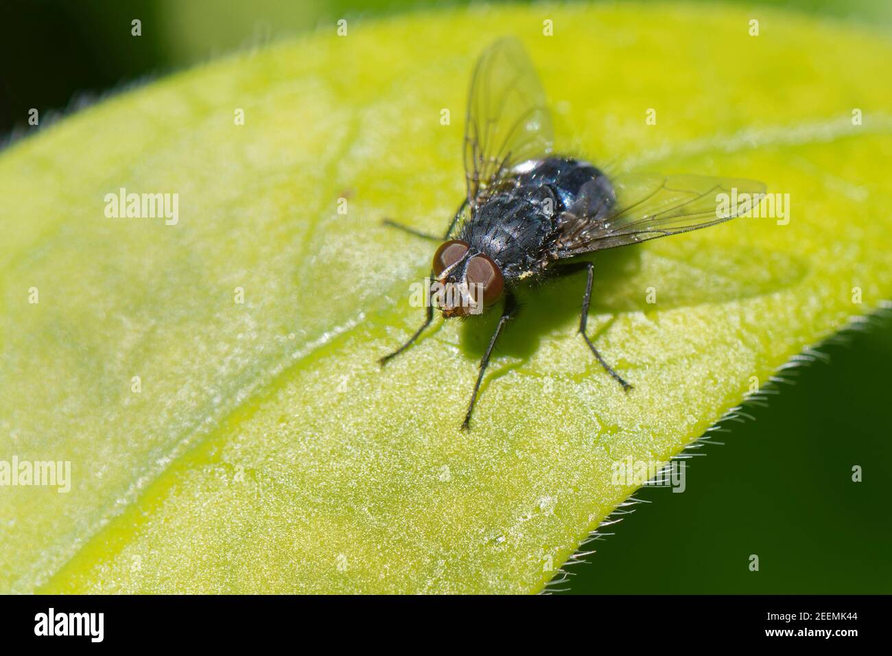 Common bluebottle fly (Calliphora vicina) sunning on a leaf,  Wiltshire garden, UK, April. Stock Photo