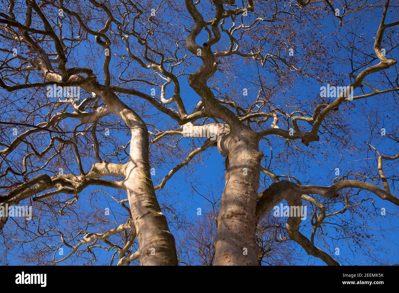 huge and unusually grown plane tree at Werdringen moated castle in Hagen-Vorhalle, North Rhine-Westphalia, Germany.  maechtige und ungewoehnlich gewac Stock Photo