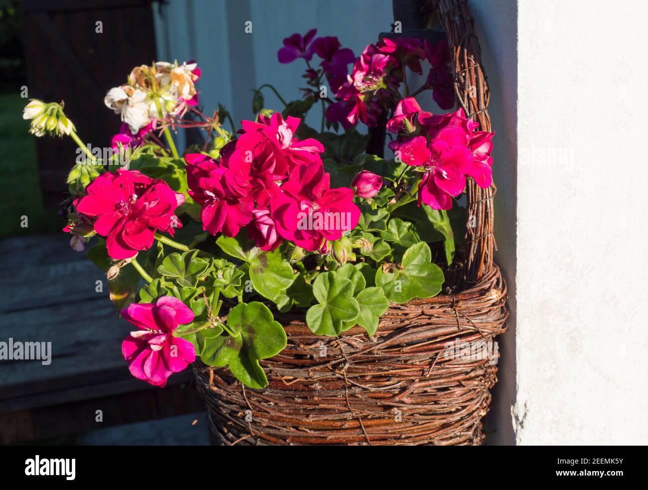 Pelargonium in basket hi-res stock photography and images - Alamy