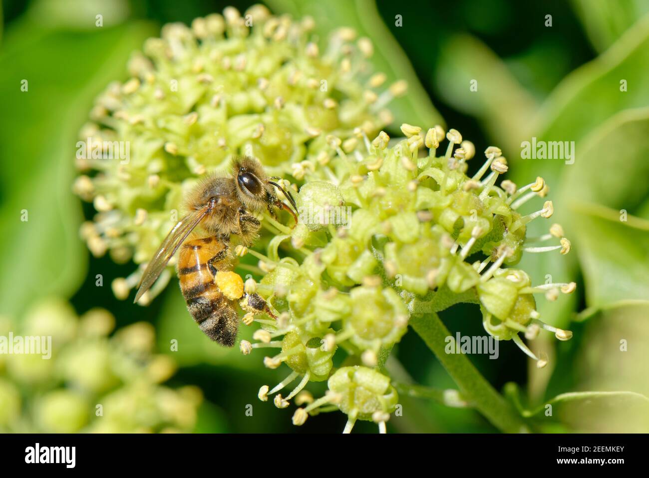 Honey bee (Apis mellifera) feeding on Ivy flowers (Hedera helix), Wiltshire hedgerow, UK, September. Stock Photo
