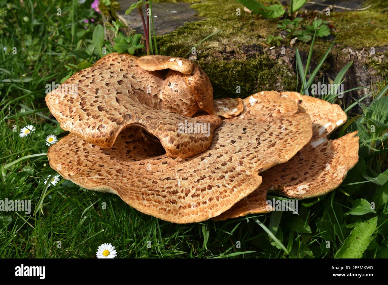 Dryad’s Saddle Mushroom Stock Photo