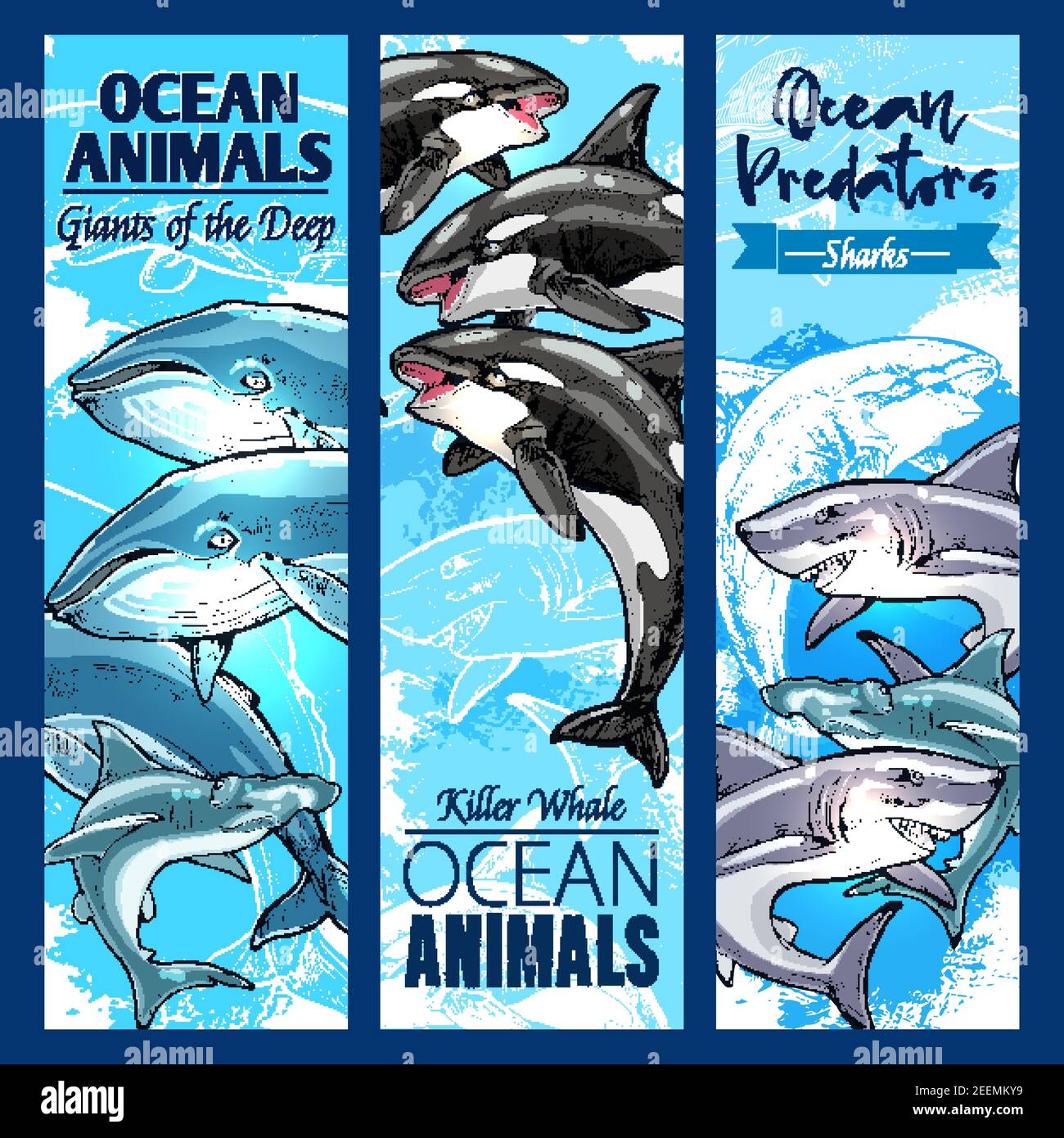 Ocean animal and sea predator sketch banner set. Shark, killer whale or  orca, hammerhead shark, blue and sperm whale marine mammal animal poster  for z Stock Vector Image & Art - Alamy