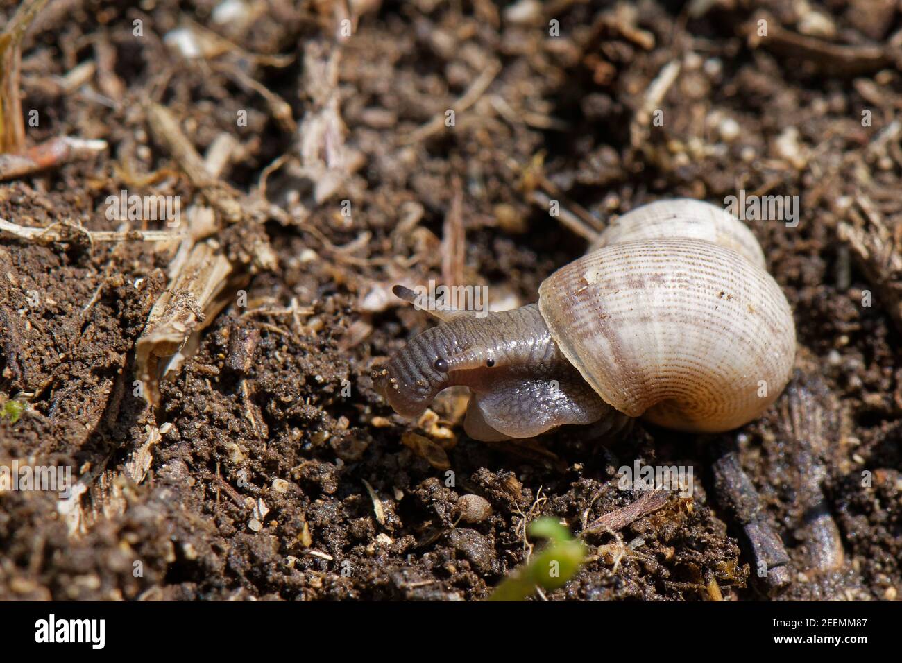 Land winkle / Round-mouthed snail (Pomatias elegans), a land snail with an operculum, on the move on a chalk grassland meadow, Wiltshire, UK. Stock Photo