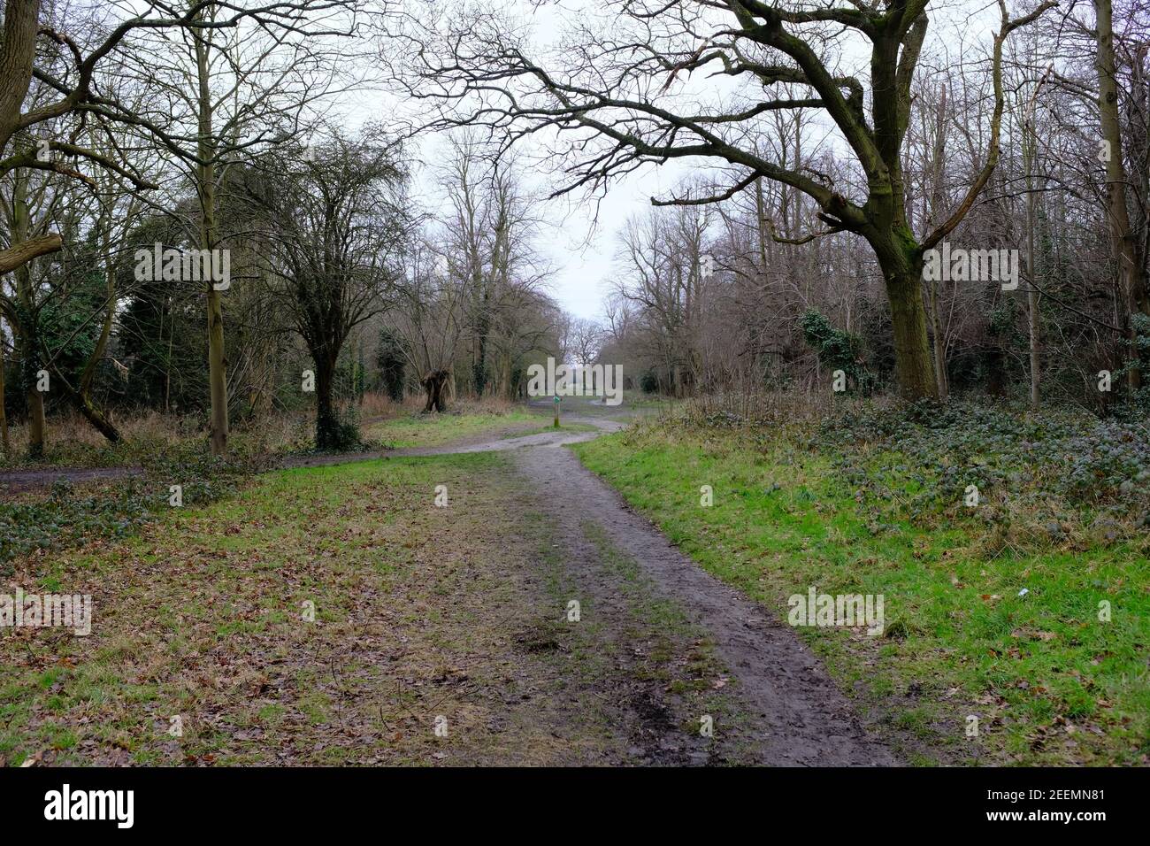 Avenue of trees on Wanstead Flats, running from Ferndale Road in Leytonstone to Bush Wood. This is known as Evelyn's Avenue, planted by John Evelyn. Stock Photo