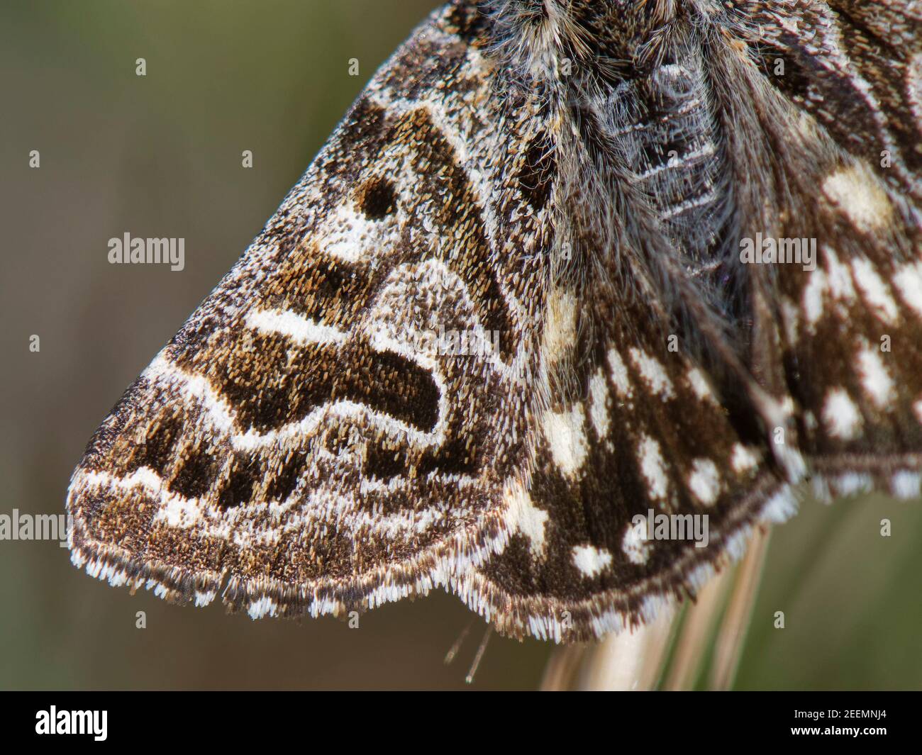 Mother Shipton moth (Callistege mi) close up of wing pattern resembling the profile of a witch’s face, chalk grassland meadow, Wiltshire, UK, May. Stock Photo