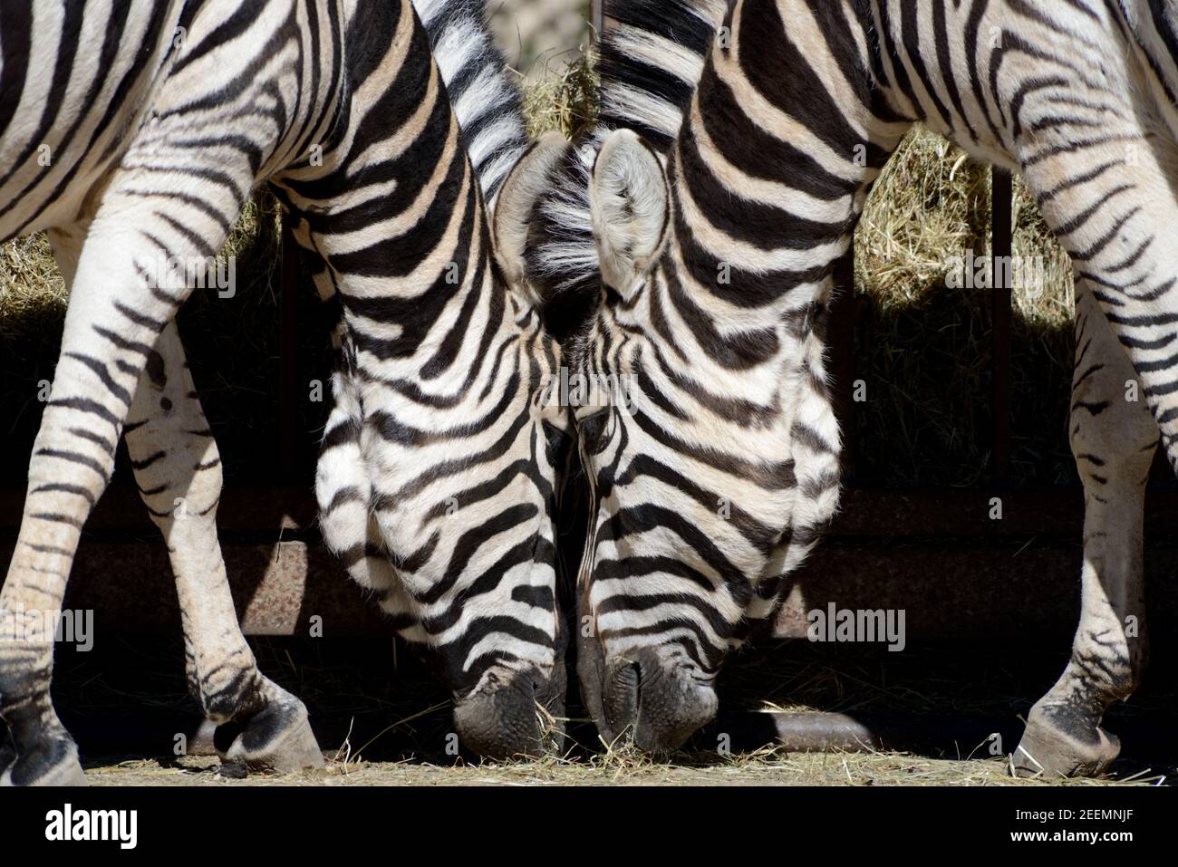 Pair or Couple of Burchell's Zebra or Zebras Feeding, Equus quagga burchellii Stock Photo