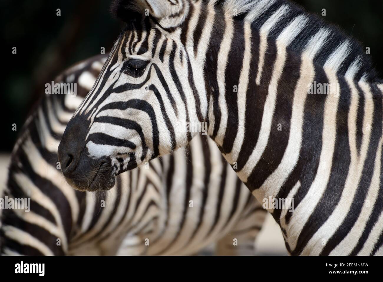 Portrait of Burchell's Zebra or Zebras, Equus quagga burchellii Stock Photo