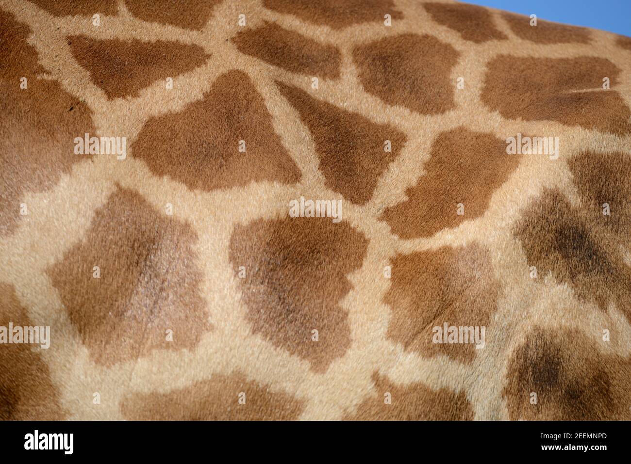 Detail of Natural Coat Pattern, Fur, Hair or Pelage of a Giraffe, Giraffa camelopardalis Stock Photo