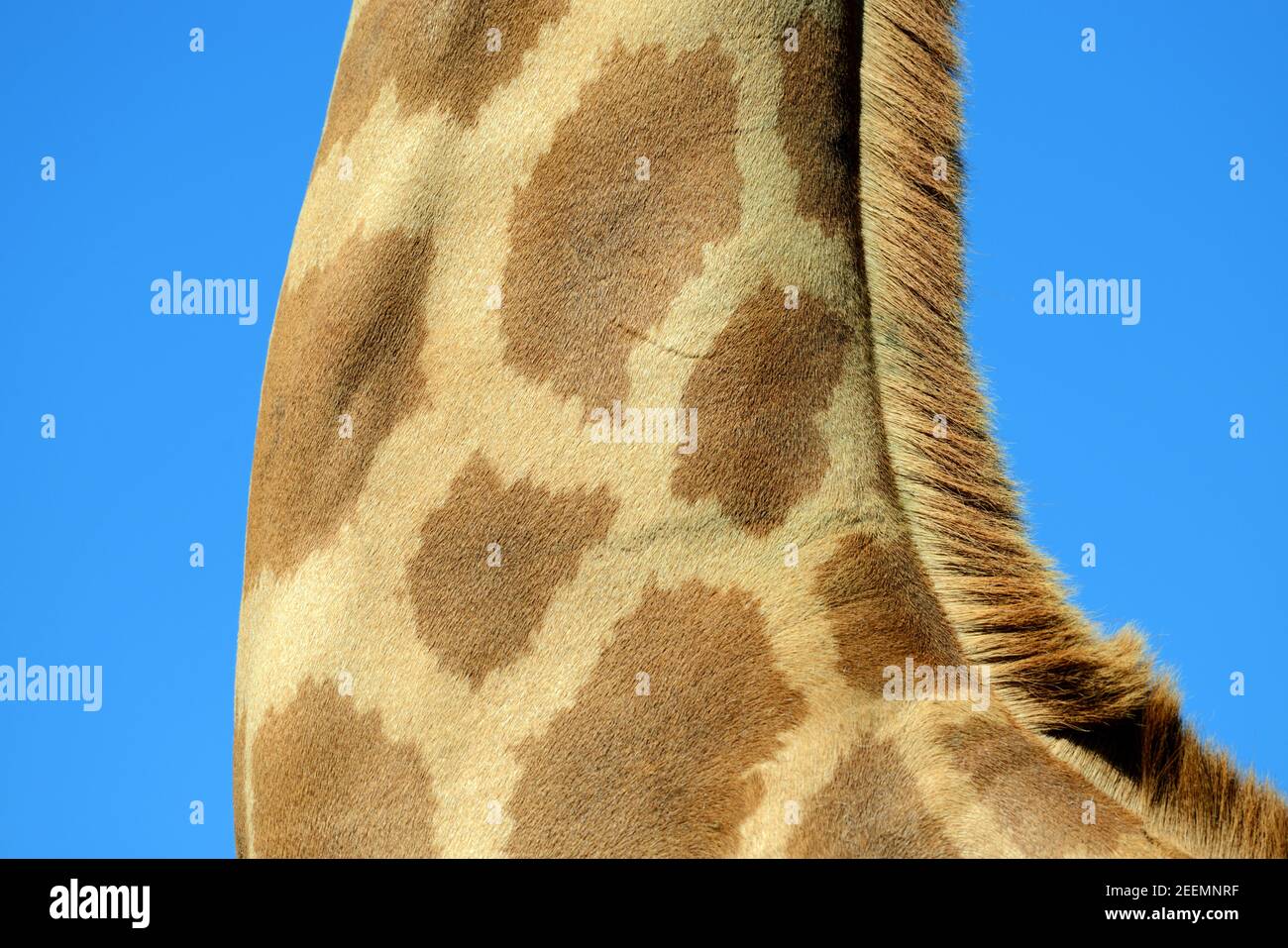 Neck and Mane of Giraffe, Giraffa camelopardalis Stock Photo