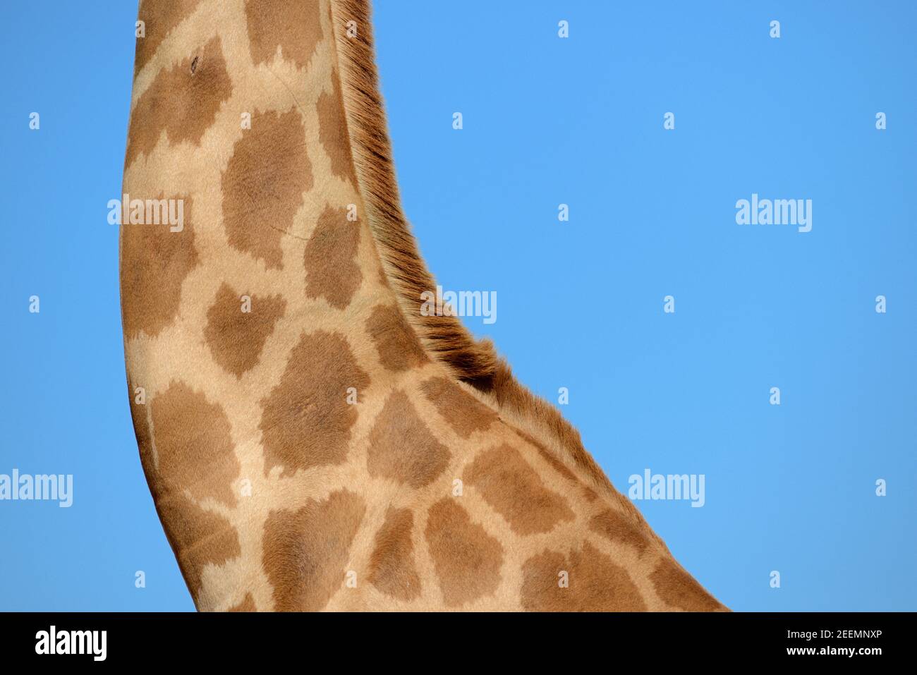 Neck and Mane of Giraffe, Giraffa camelopardalis Stock Photo