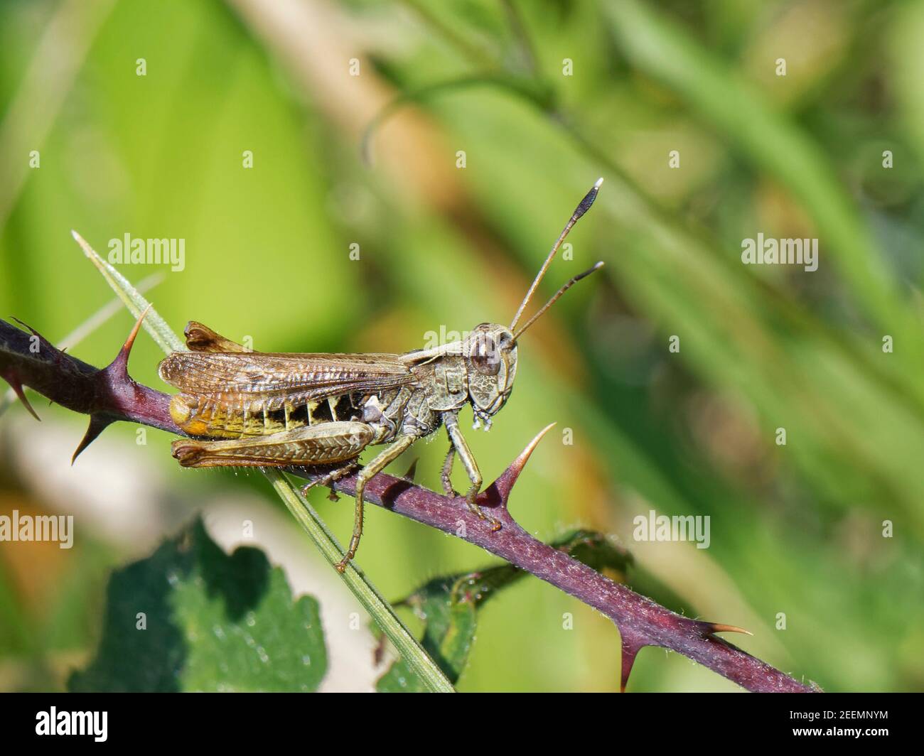 Rufous grasshopper (Gomphocerippus rufus) male, a nationally scarce species in the UK with distinctive white-tipped antennae, resting on a Bramble UK. Stock Photo