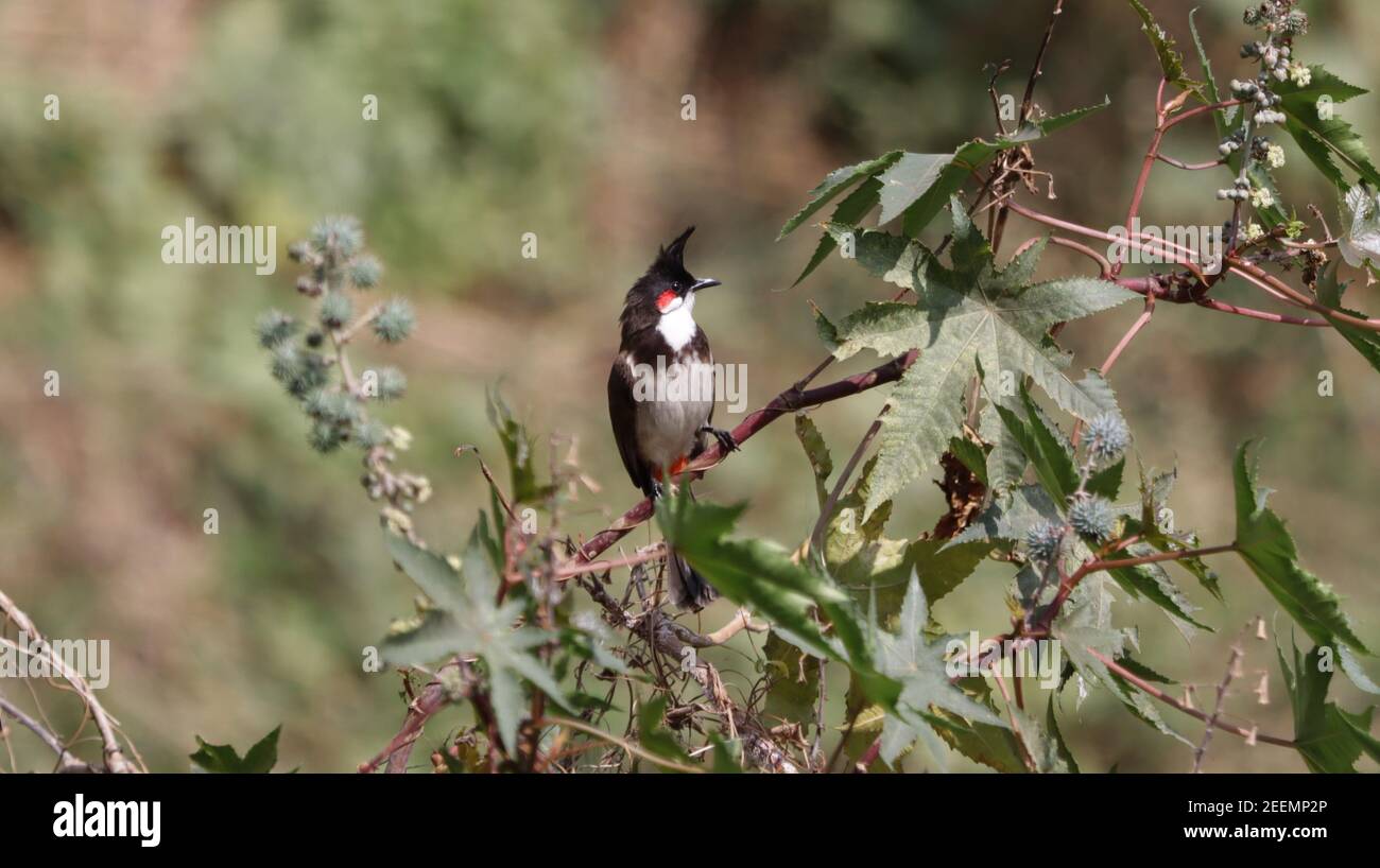 Red whiskered bulbul bird perched hi-res stock photography and images ...