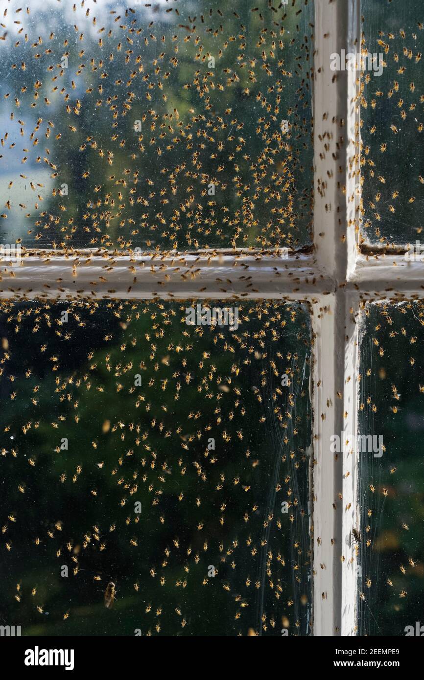 Flies swarm hires stock photography and images Alamy