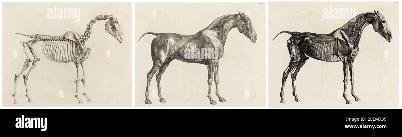 The Anatomy of the Horse, including a particular description of the bones, cartilages, muscles, fascias, ligaments, nerves, arteries, veins, and glands, anatomical drawing by George Stubbs, 1766 Stock Photo