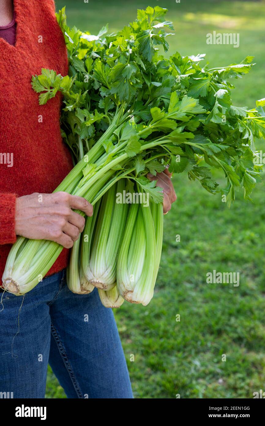 Woman collecting celery from kitchen garden Stock Photo