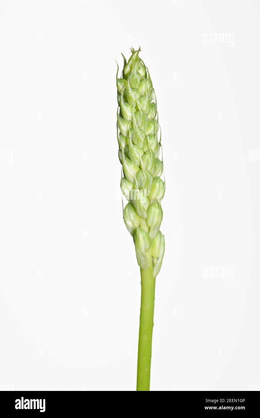 Bath asparagus / Spiked star of Bethlehem (Ornithogalum pyrenaicum) flowering spike in bud against a white background, Wiltshire, UK, May. Stock Photo
