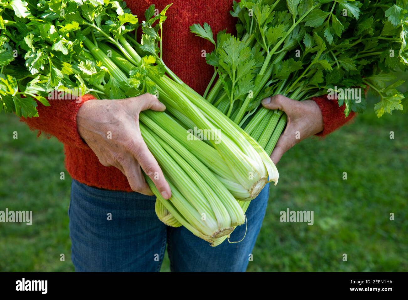 Woman collecting celery from kitchen garden Stock Photo