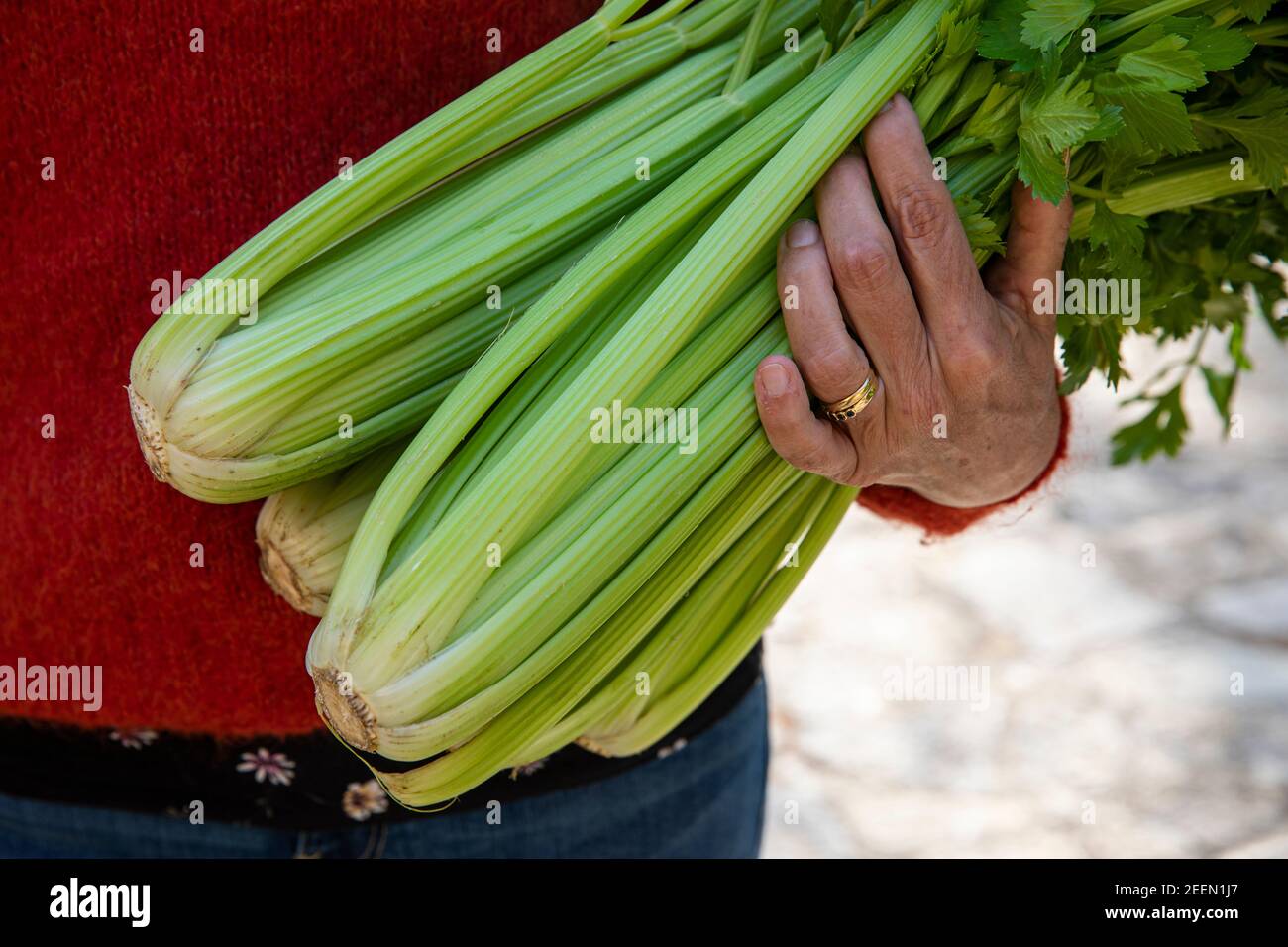 Woman collecting celery from kitchen garden Stock Photo