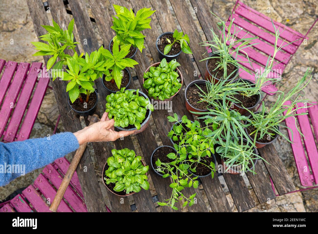 Herb garden Stock Photo