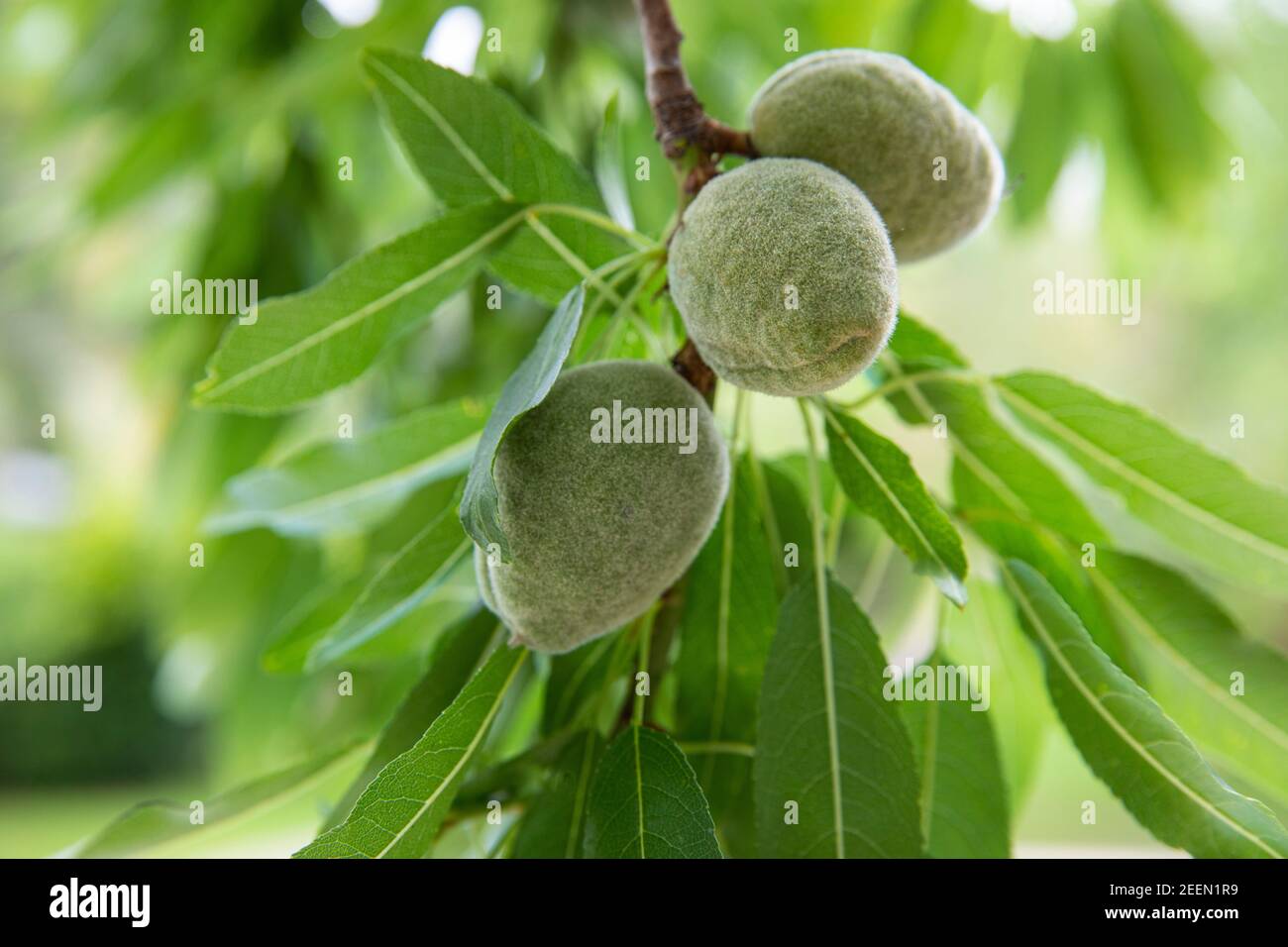 Almonds ripening on it's tree Stock Photo