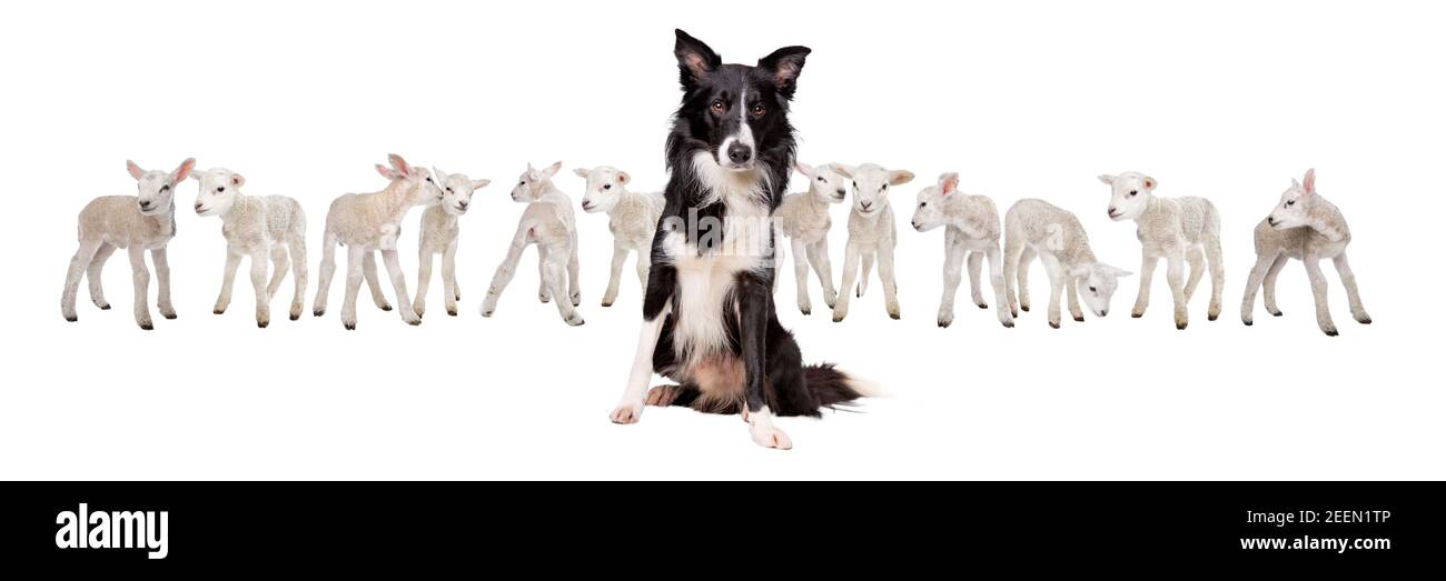 Border collie sheepdog sitting in front of twelve little lambs isolated on a white background Stock Photo