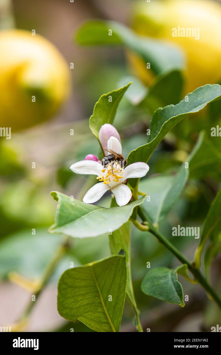 Lemon tree blossom Stock Photo