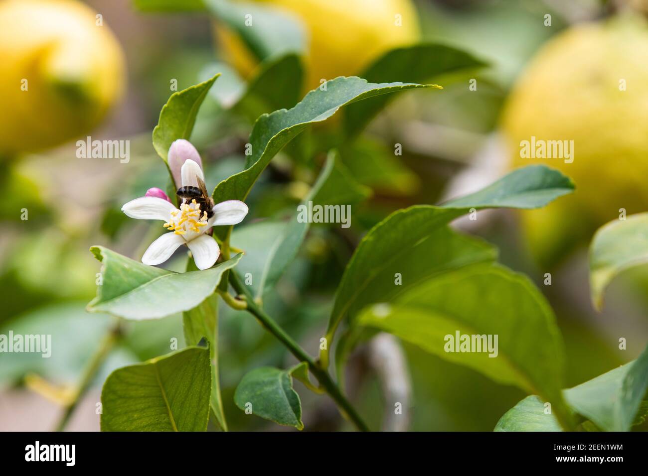 Lemon tree blossom Stock Photo Alamy