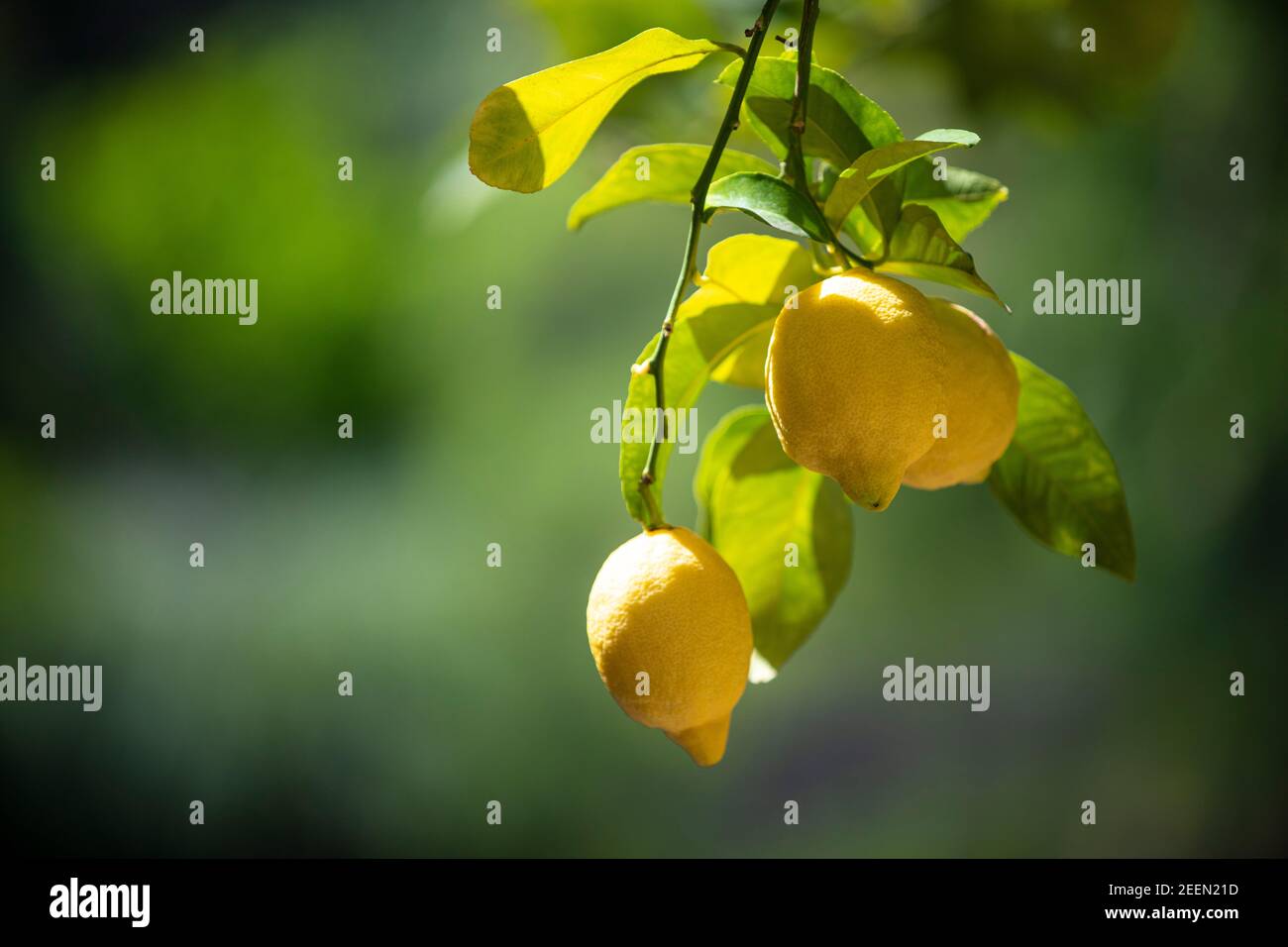 Lemons growing on a tree Stock Photo