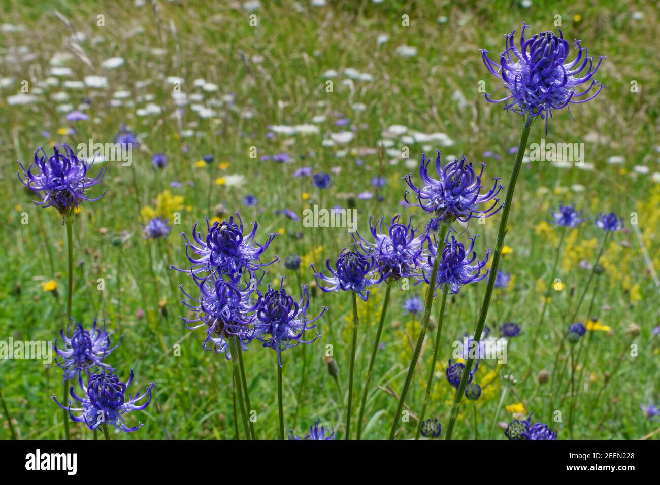 Round-headed rampion (Phyteuma orbiculare) clump flowering on a chalk grassland down, near Calne, Wiltshire, UK, July. Stock Photo