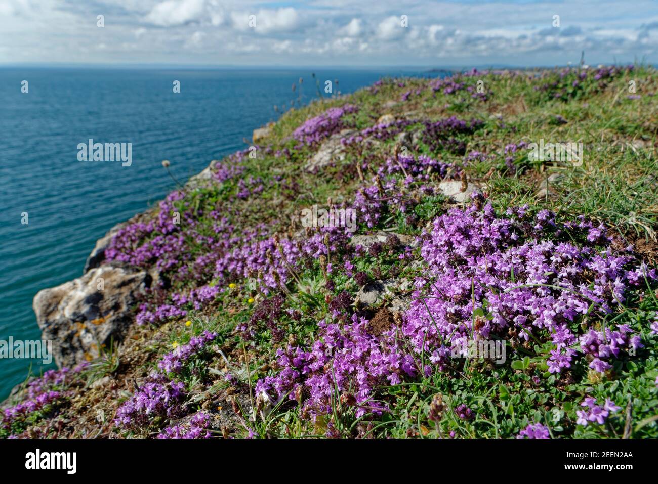 Wild thyme (Thymus polytrichus) clumps flowering on a limestone cliff top, Rhossili, The Gower, Glamorgan, Wales, UK, July. Stock Photo