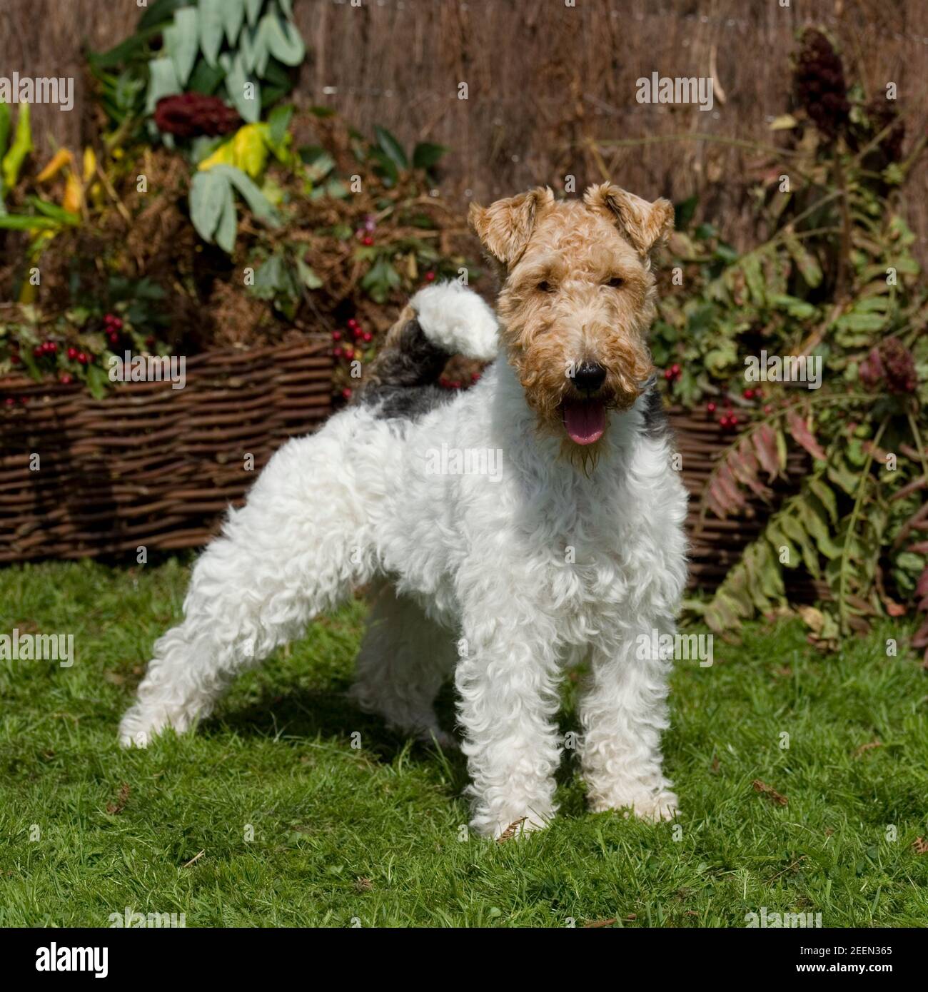 Smooth Fox Terrier Phone Case Wallet Smooth Fox Terrier Phone Case Wallet