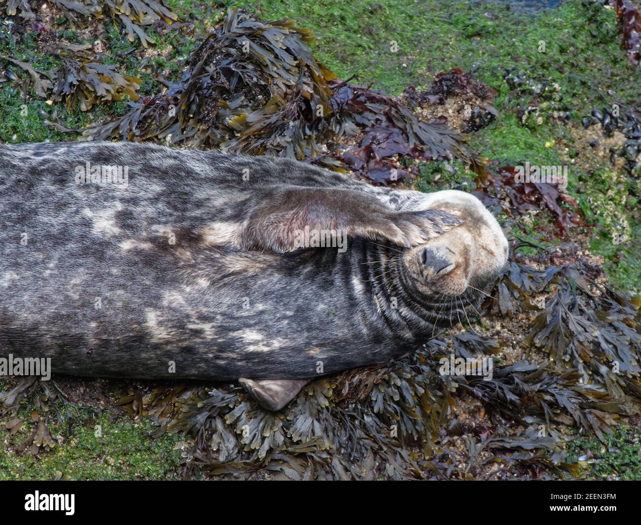 Grey seal (Halichoerus grypus) female scratching her face with a flipper while resting on a rocky shore at low tide, The Gower, Wales, UK, July. Stock Photo