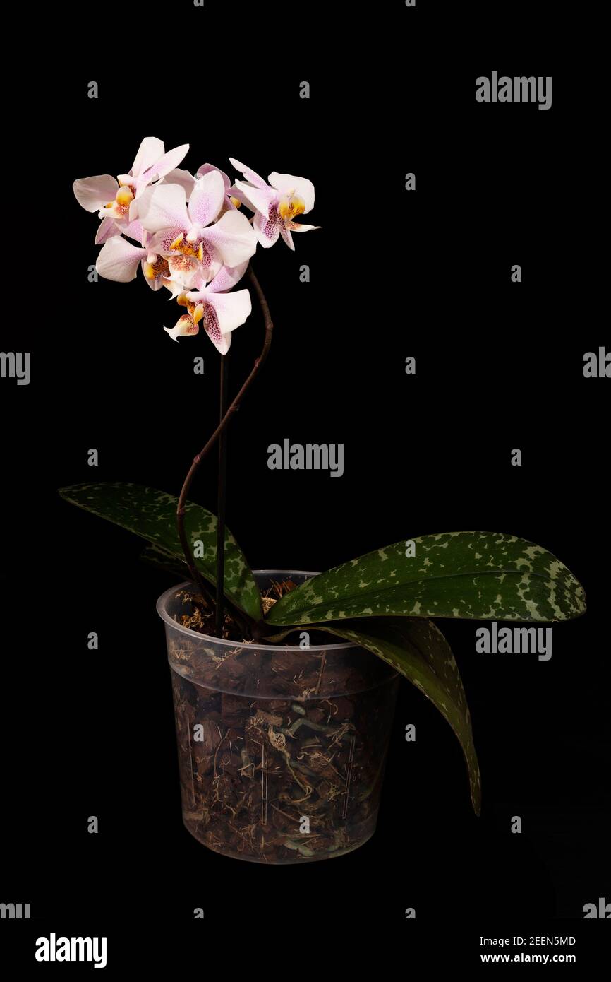 Beautiful curved dotted pink orchid in the pot on dark background Stock Photo