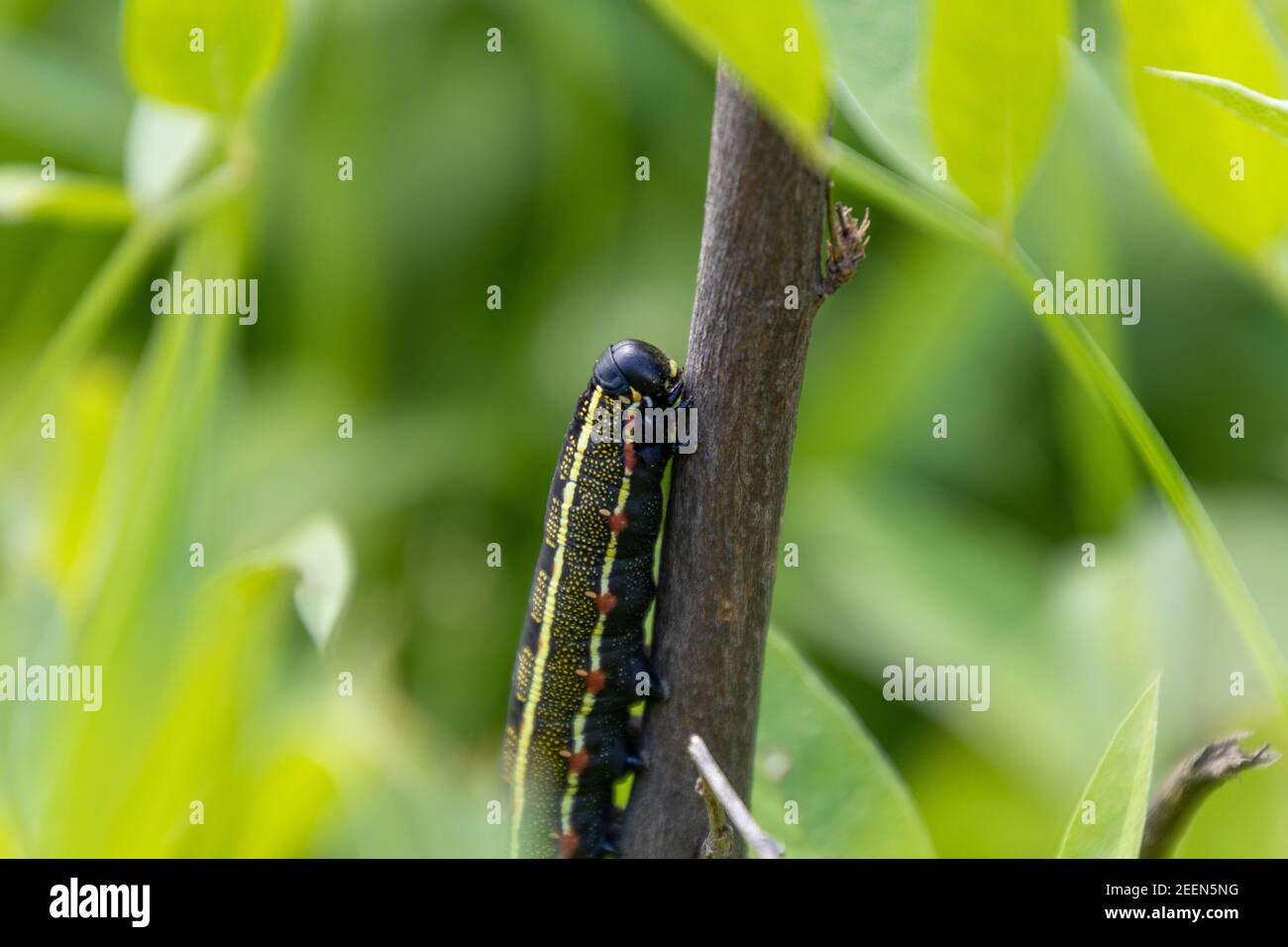 Closeup of a caterpillar with black head on the branch Stock Photo - Alamy
