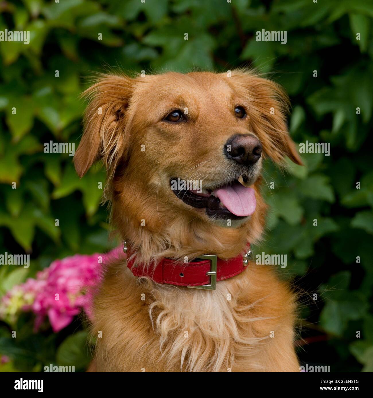 Golden retriever head close up hi-res stock photography and images - Alamy