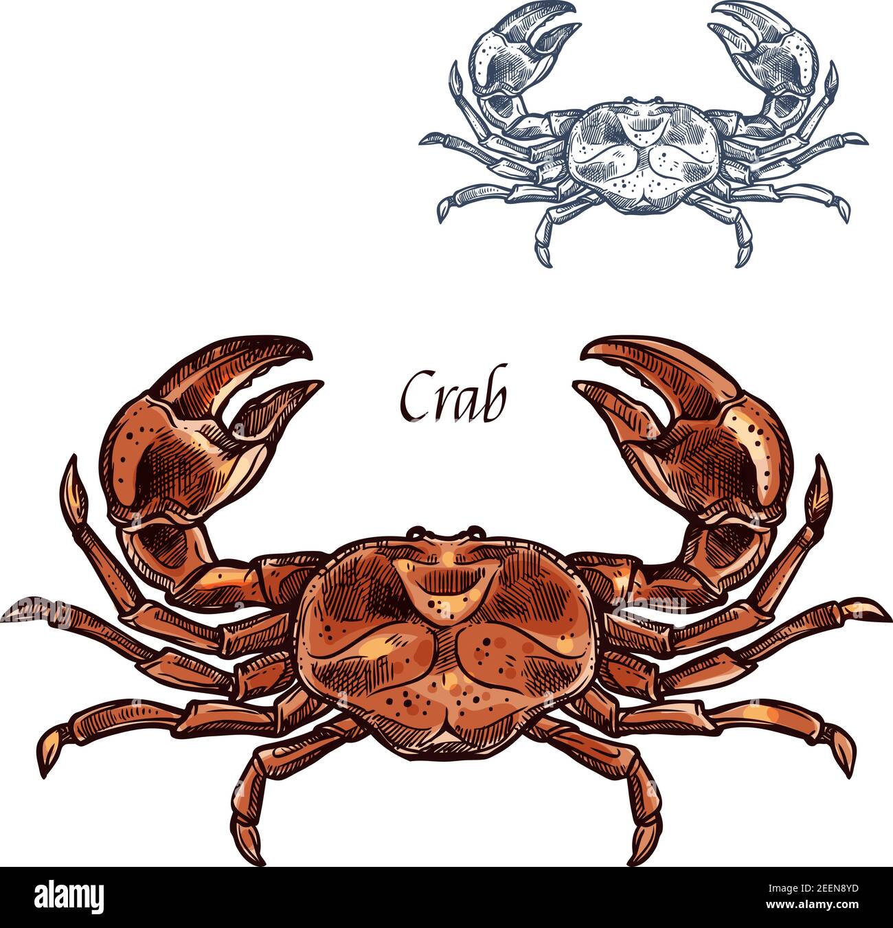 water animals crab