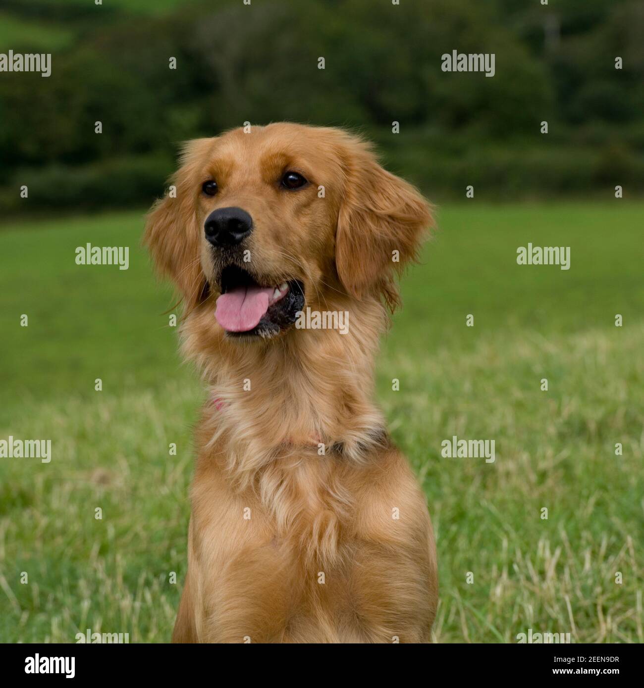 Golden retriever head Stock Photo