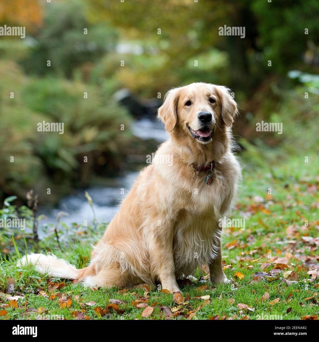 Golden retriever tongue whole body hires stock photography and images