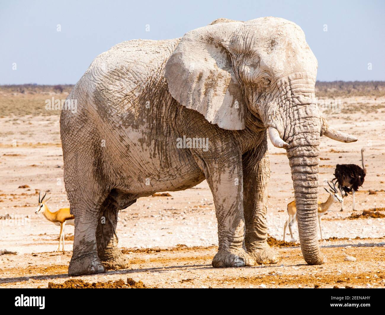 Old huge african elephant standing in dry land of Etosha National Park, Namibia, Africa Stock Photo