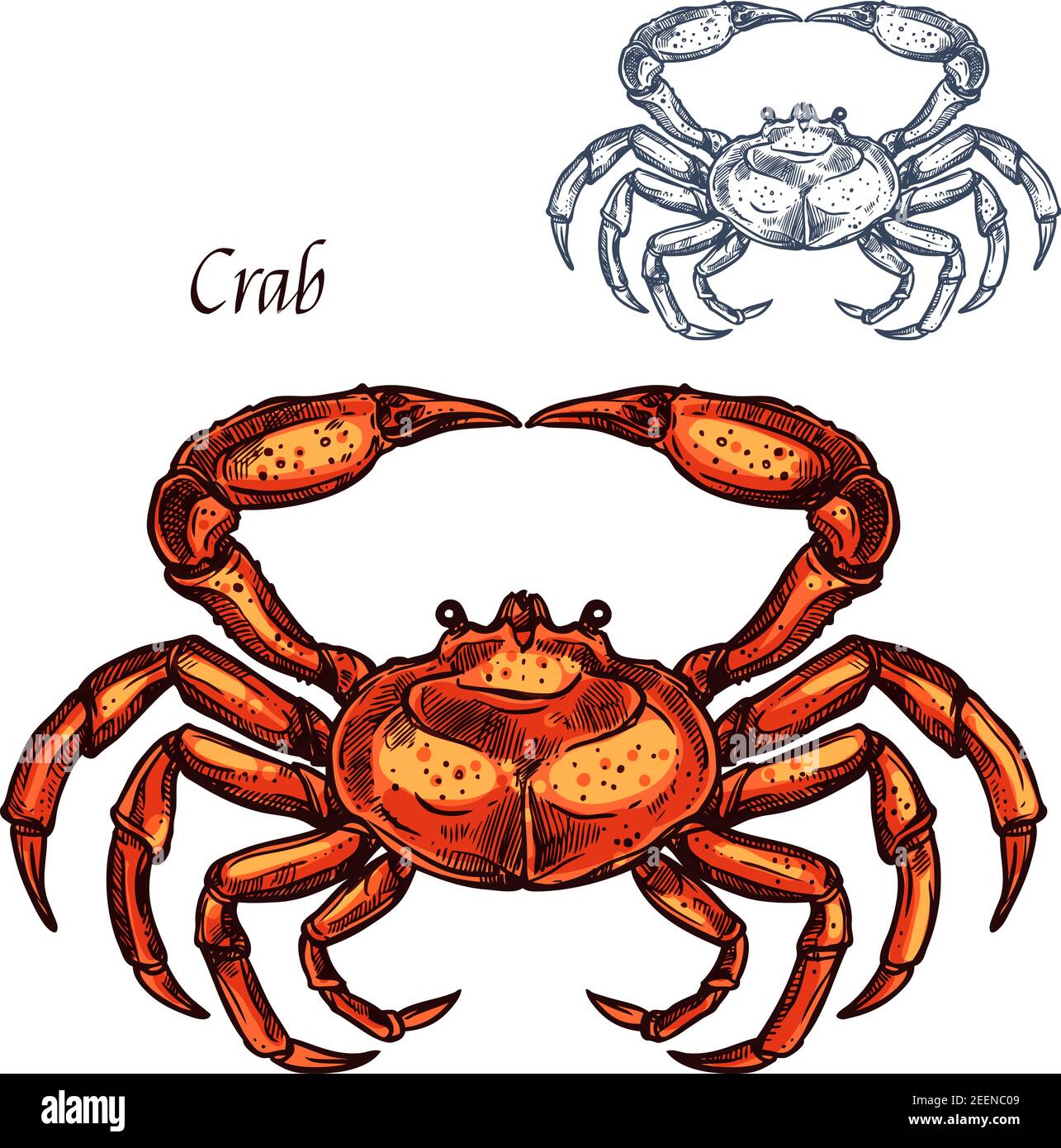 Crab animal isolated sketch. Ocean crustacean, sea crab or lobster sign with red shell and claw. Marine shellfish symbol for seafood restaurant or und Stock Vector