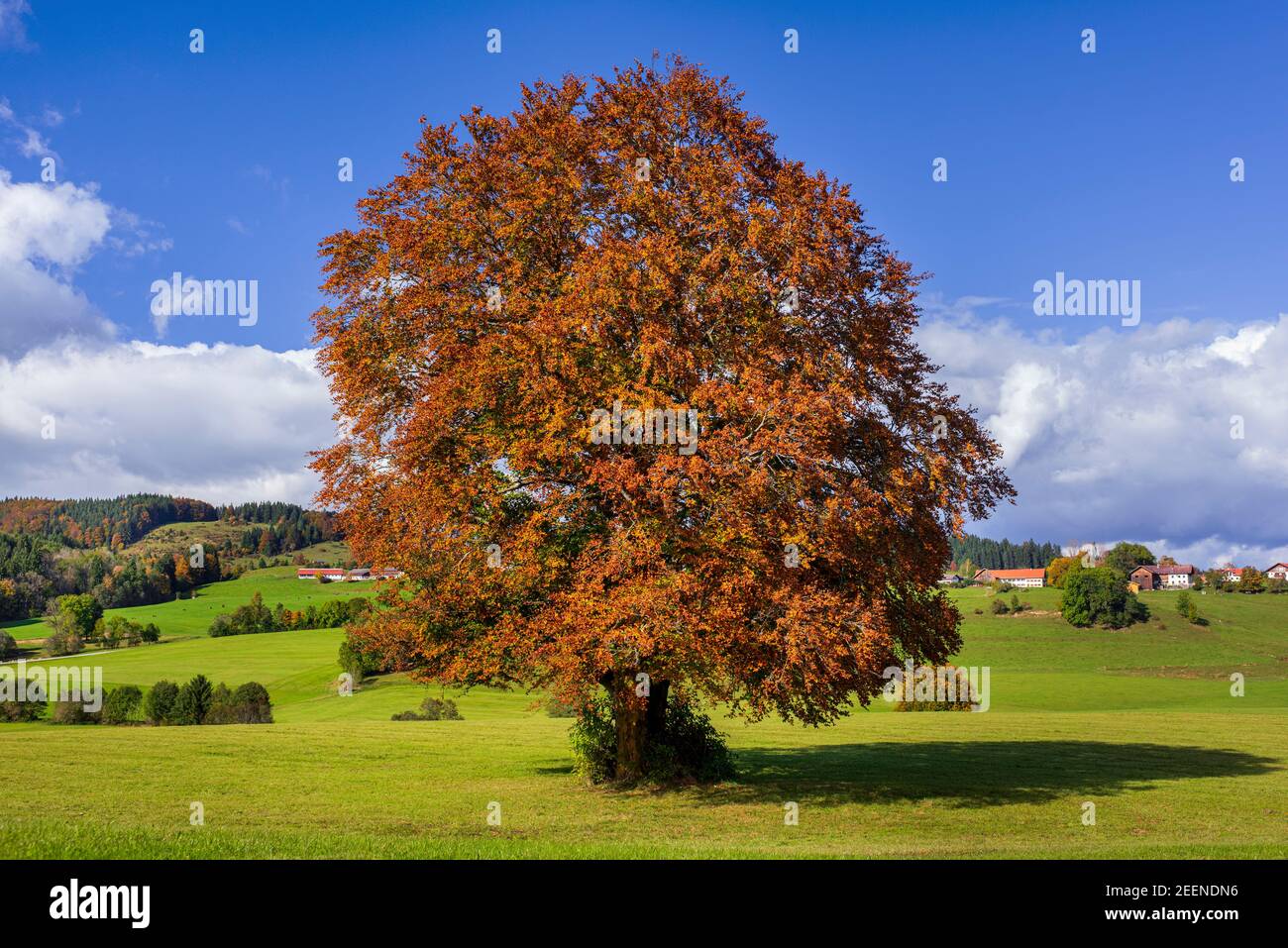 Große Buche als Einzelbaum im Herbst Stock Photo