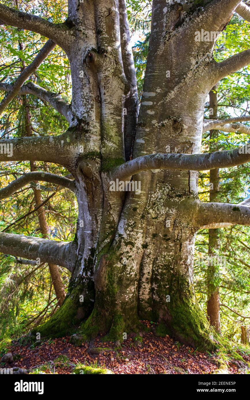 Große Buche als Einzelbaum im Herbst Stock Photo
