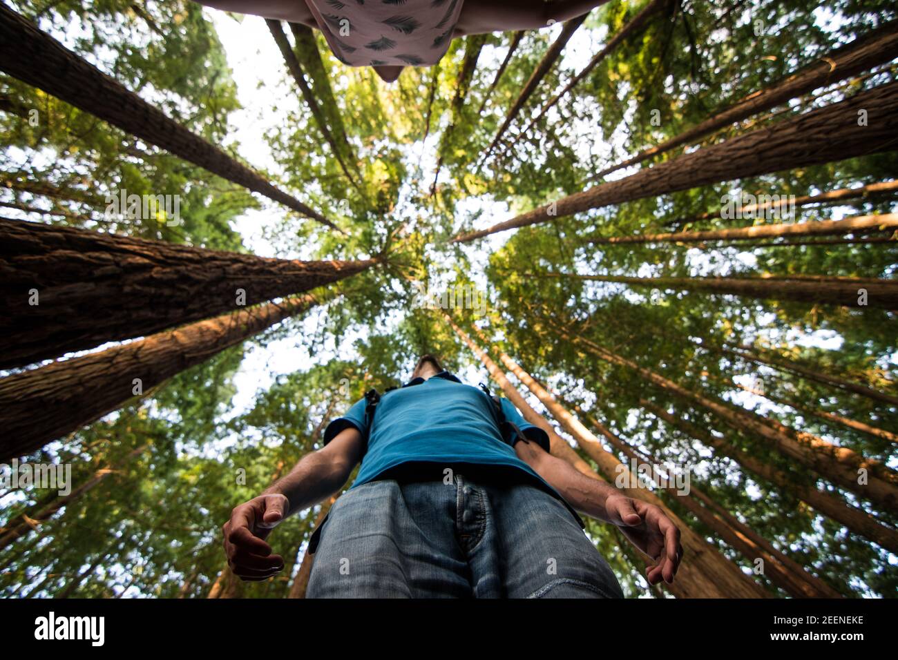selfie redwoods in the sequoia forest Stock Photo