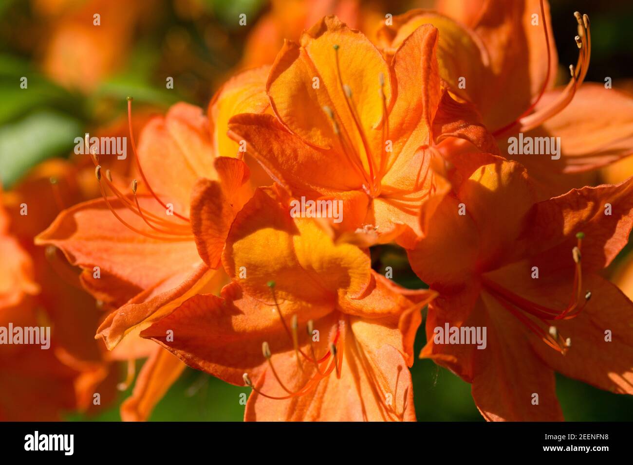 Yellow rhododendron with orange and white splashes Stock Photo