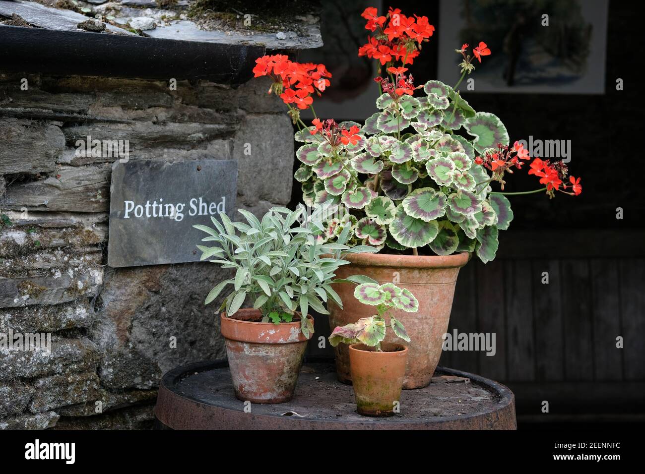 Flowers in pot outside a Potting Shed Stock Photo Alamy