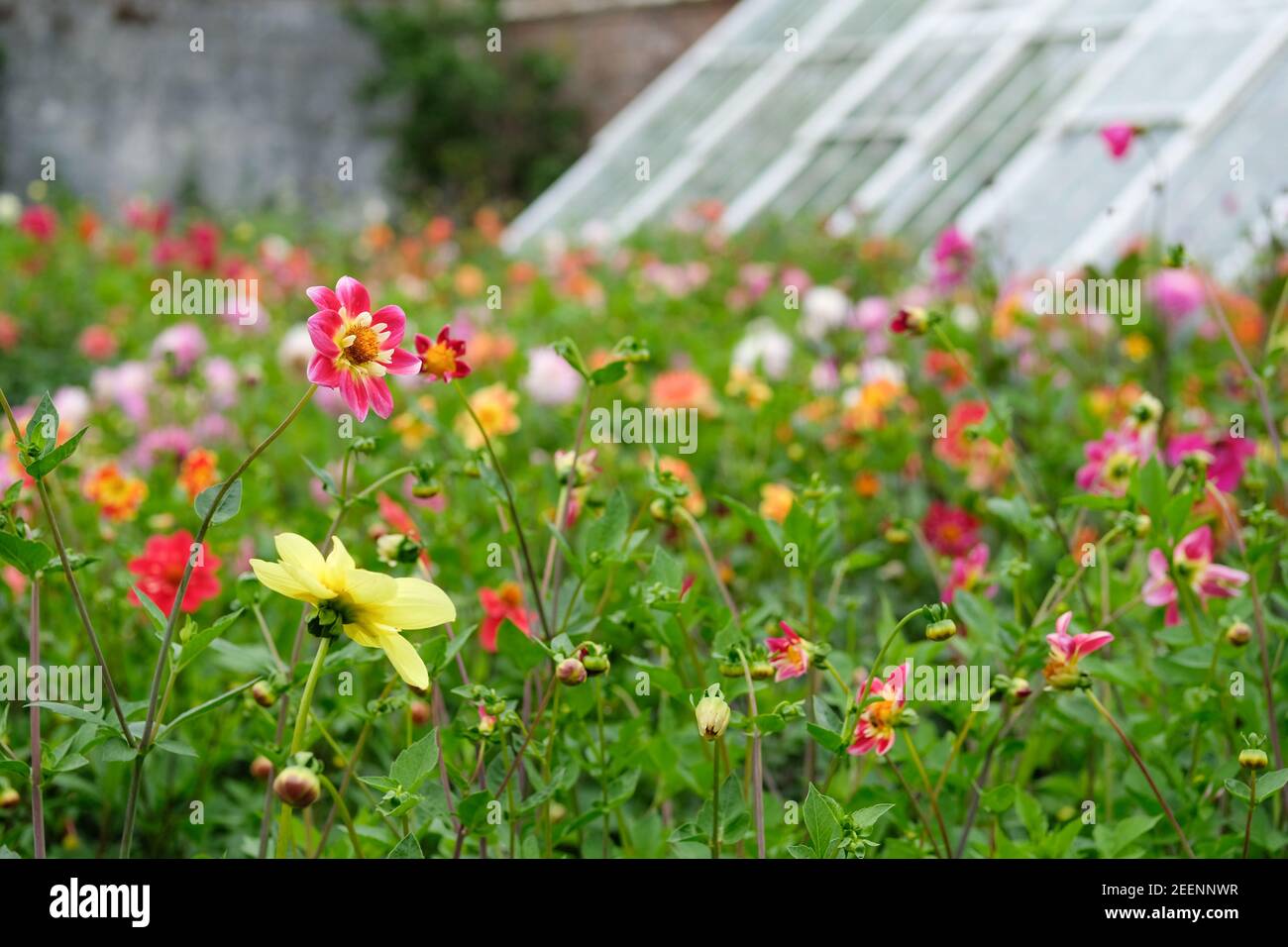 Dahlias in bloom at The Lost Gardens of Heligan in Summer. Stock Photo